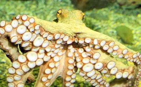 章魚小丸子作文500字