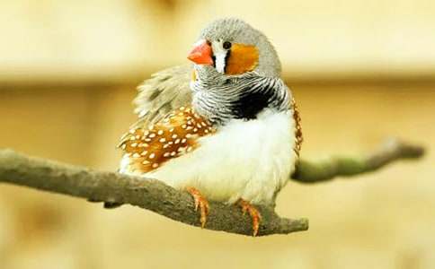 �����B(ni��o)����ͨ�á�15ƪ��