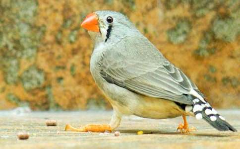 珍珠鳥教案優(yōu)秀