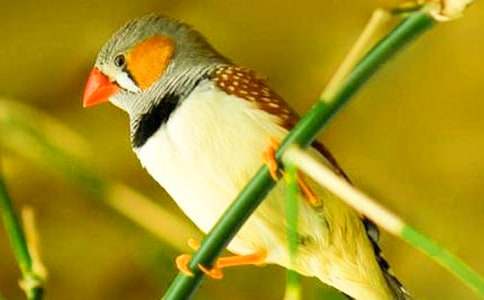 寫珍珠鳥的作文