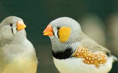 我是珍珠鳥作文