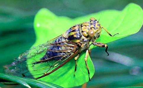 假如我是一只知了作文400字(精選15篇)