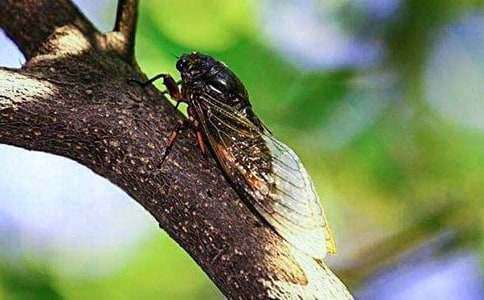 夏日趣事:抓知了