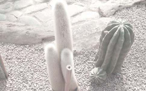 辰山植物園作文