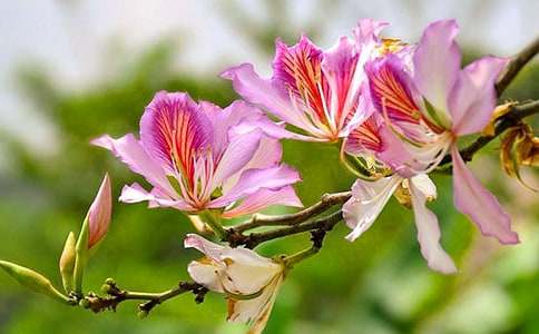 美麗的紫荊花作文(精選24篇)