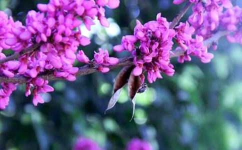 美麗的紫荊花作文匯編5篇