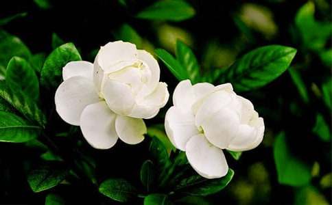 茉莉花開的歌詞