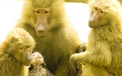 狒狒的后面是什么作文