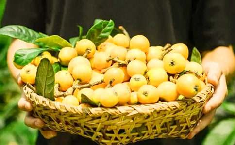 寫枇杷樹的作文(精選52篇)