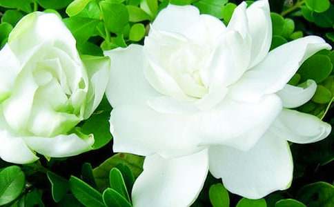 記憶里梔子花香作文