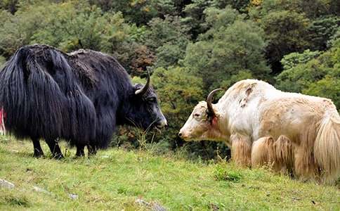 描寫牦牛的作文