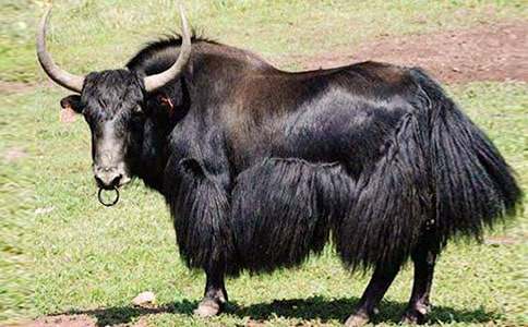 牦牛坪景點(diǎn)導(dǎo)游詞