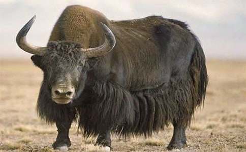 描寫牦牛的作文600字