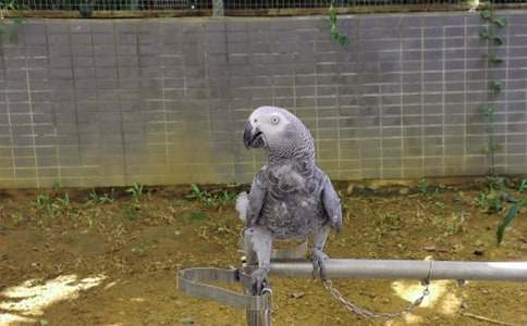 我和我的鸚鵡初中作文500字(精選20篇)