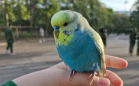 鸚鵡魚作文匯編8篇