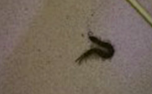 Ԣ�Թ��£�����I��ˮ