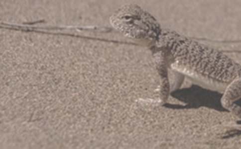 �����c���������ز�