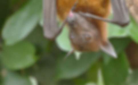 �¸ҵ��Ҵ��(zh��n)��������550��