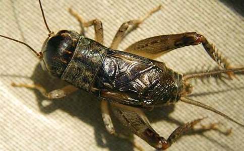 �ؑ����׽������