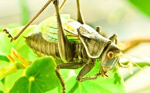 蟋蟀的住宅改寫(xiě)童話作文(精選24篇)