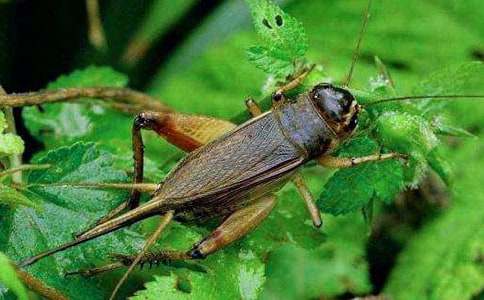 蟋蟀作文400字(精選43篇)