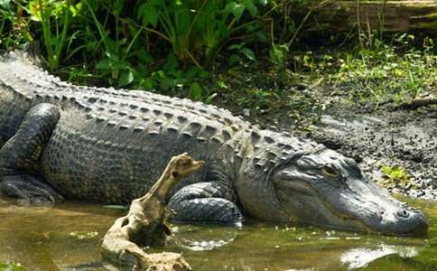 游玩廣州鱷魚(yú)公園作文