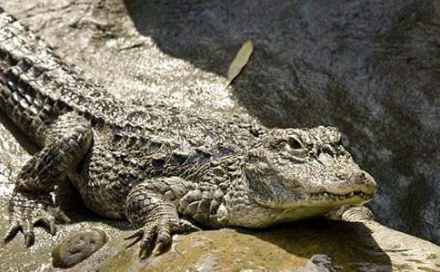 觀看鱷魚(yú)700字的作文